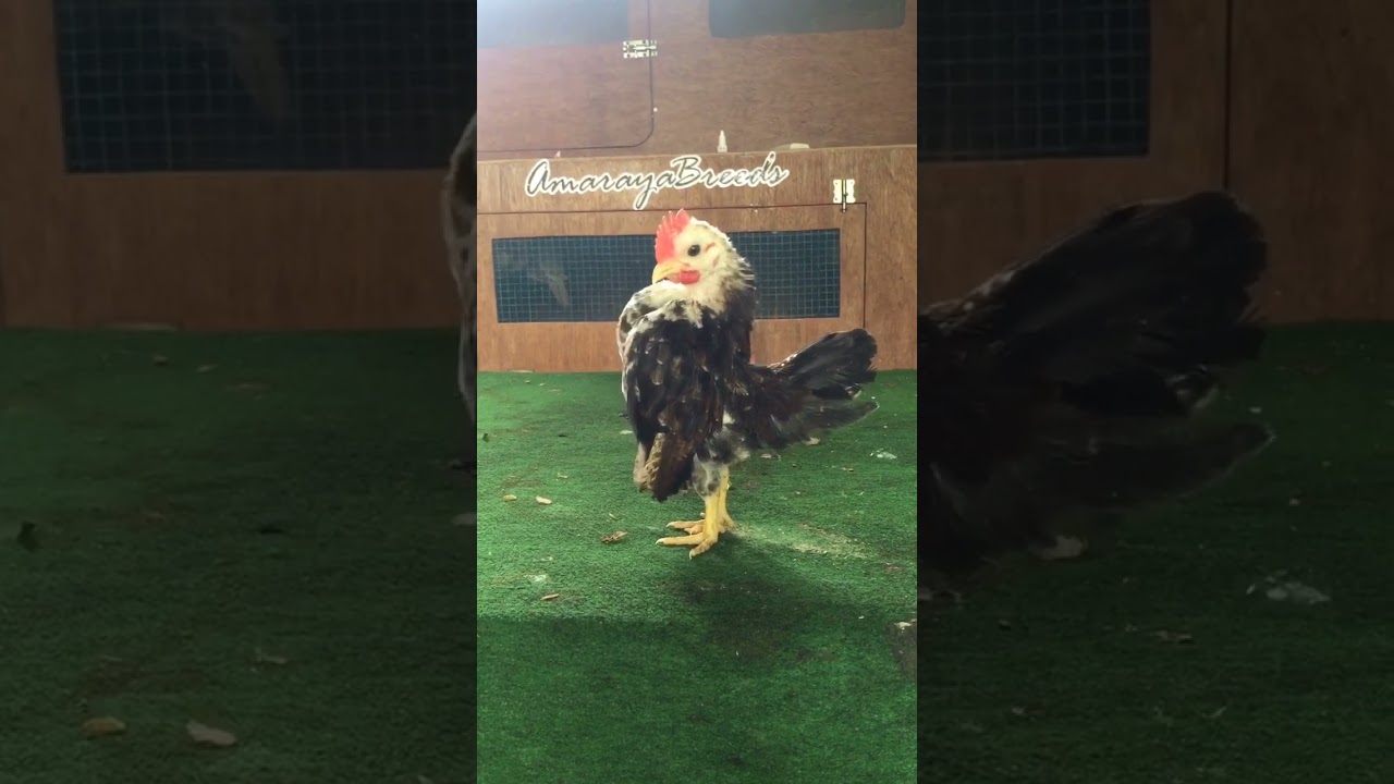 Guarda Smallest chick in the world crowing 🥚🐣🐥🐔 #chicken #seramachicken #bantamchicken #rooster #serama su YouTube Guarda Smallest chick in the world crowing 🥚🐣🐥🐔 #chicken #seramachicken #bantamchicken #rooster #serama su YouTube