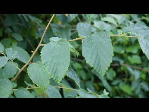 تصویری: مراقبت از Winterhazel - راهنمای رشد گیاهان Corylopsis Winterhazel