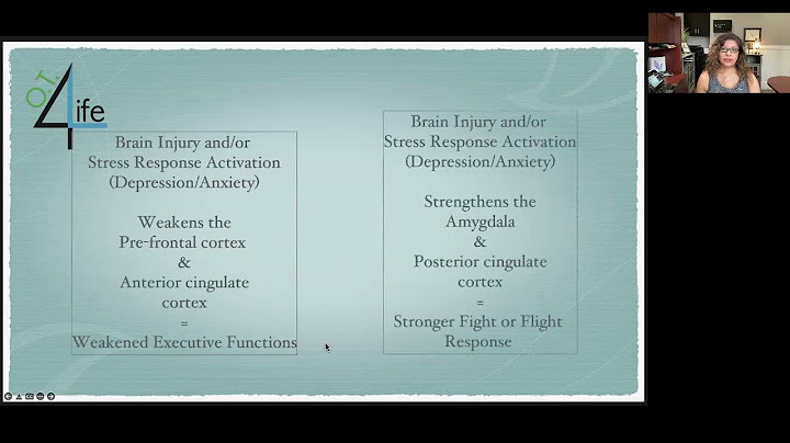 Part of the brain responsible for executive functions