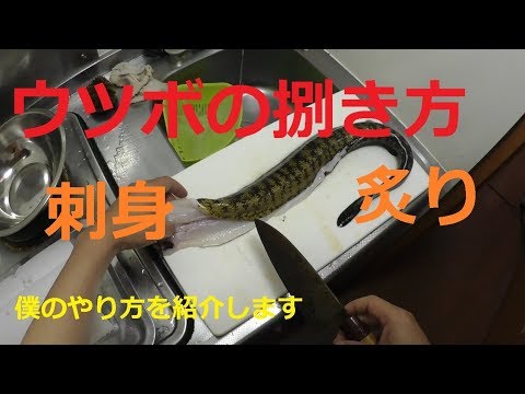 ウツボの捌き方 刺身 炙り Youtube