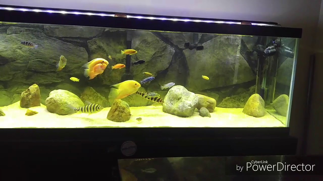 camera iphone 8 plus apk Mixed ciclid tank i forgot to upload yesterday ! Relax and enjoy !