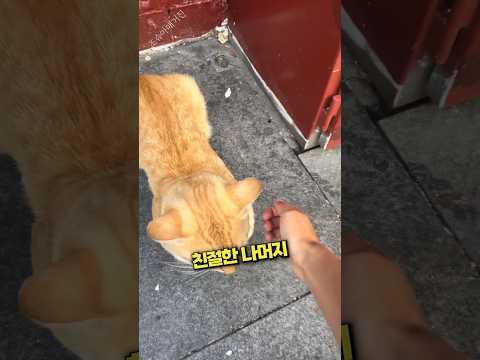 호주 구글맵에 등록된 친절한 고양이