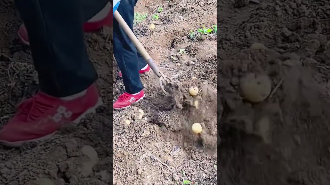 The process of digging potatoes with the four tooth steel fork