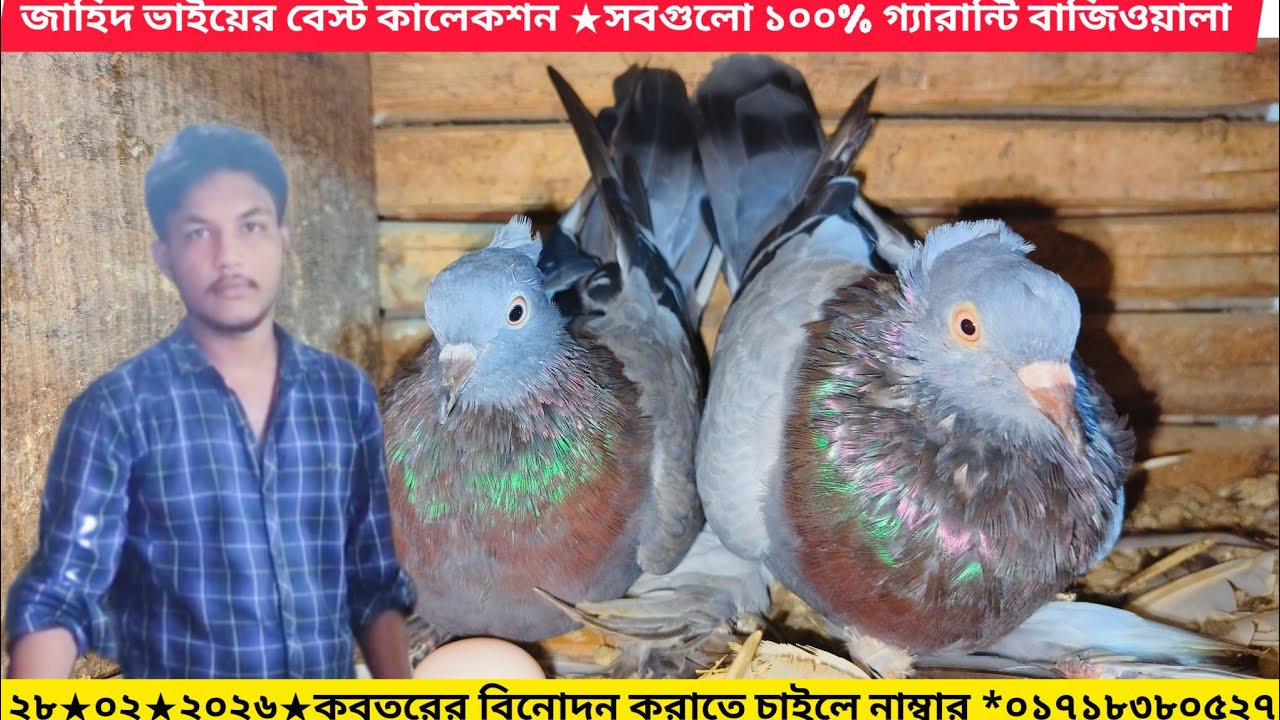 জাহিদ ভাইয়ের নিউ কালেকশন বিক্রয় করা হবে ||#realpigeonlover #video #pigeon #pigeonlaver #kabutar 