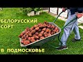 Картофель ЖУРАВИНКА. ЛУЧШИЙ УРОЖАЙ на грядке