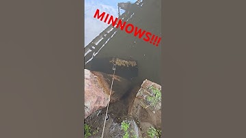 Testing the minnow trap, catching bait. #fishing #minnows