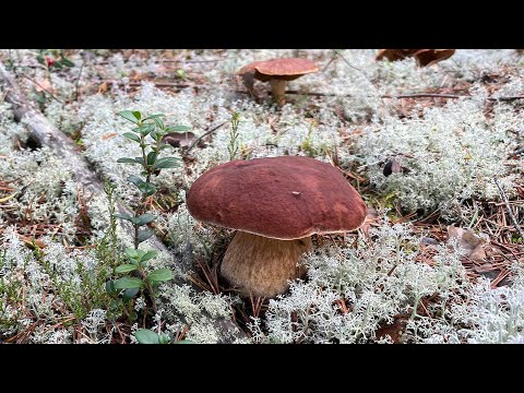 Видео: БОРОВЫЕ БЕЛЫЕ ГРИБЫ - Владимирская область