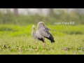 Birds of punjab  part 1  wildlife  india 