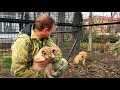 Чем отличаются львята выросшие с ЧЕЛОВЕКОМ и без него! Lion cubs who grew up with and without humans