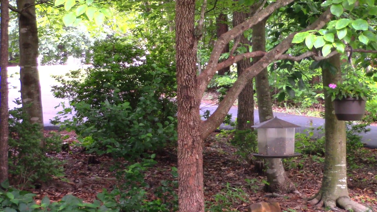 NC Star VISM IR Laser Designator Budget DBAL (Daylight Performance)