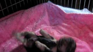 011810 Tickling Vito Riccio Yorkie Puppy 20 Days Old
