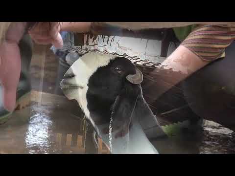 0895-3333-30316-jual-susu-kambing-cair-murni-murah-etawa-saanen-segar-fresh-di-jakarta-utara