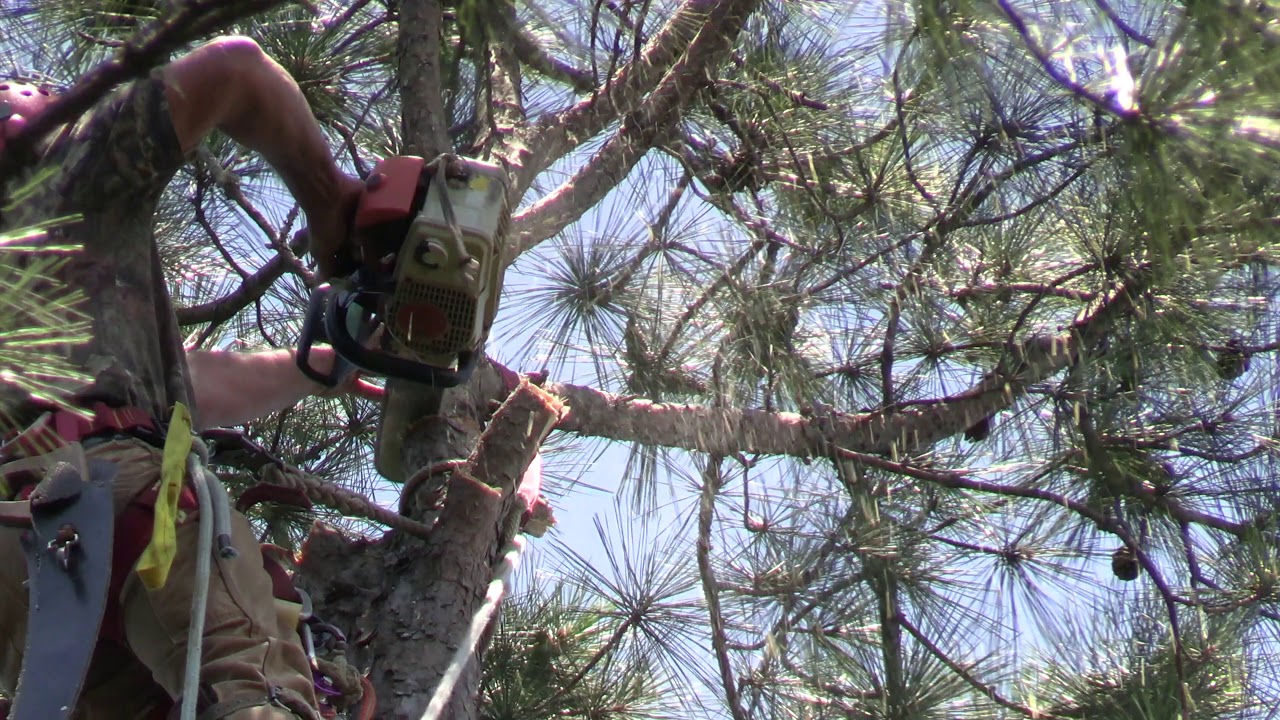 6/12/19 Pine Removal in Starkville - YouTube