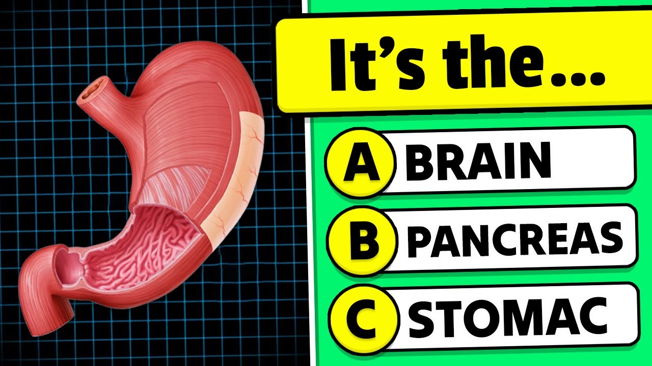Can You Pass This Human Body Quiz? 🧍🖐🦷 General Knowledge Trivia Quiz ...