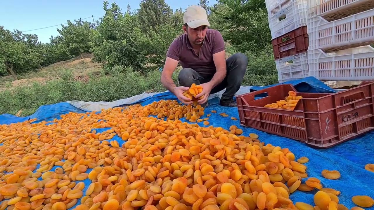 KAYISI HASADI MALATYA GİRMANA