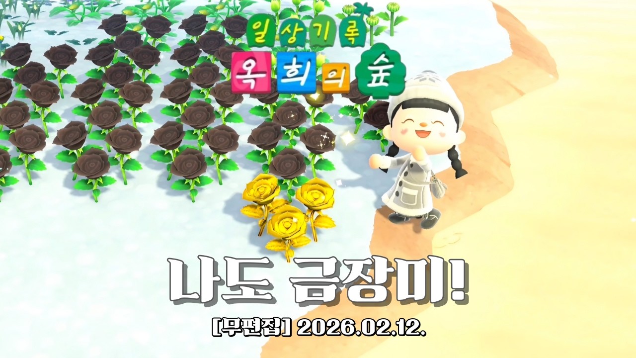 『모동숲 무편집 일상_ASMR』우리 섬에도 금장미가 피었다~!