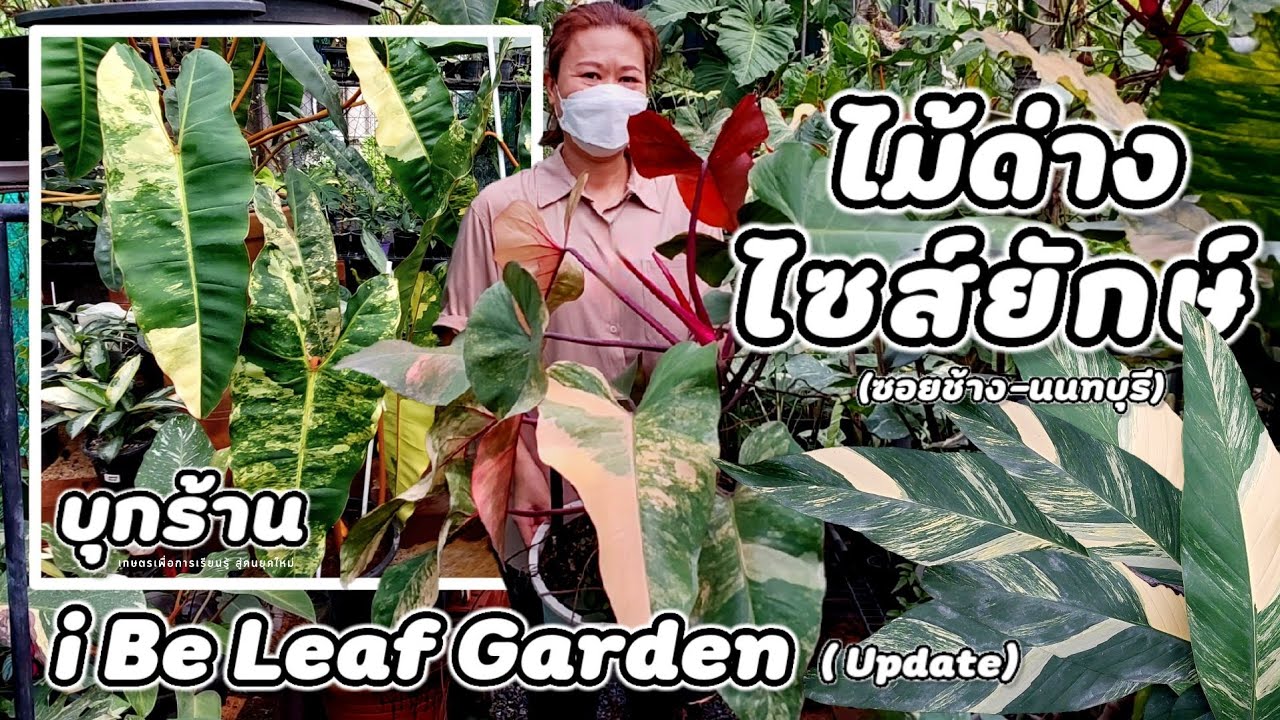 บุกร้าน | i Be Leaf Garden(Update)ไม้ด่างไซส์ยักษ์ ไม้แต่ละต้น ได้คัดลายคัดฟอร์ม สวยๆมาแบ่งปันครับ