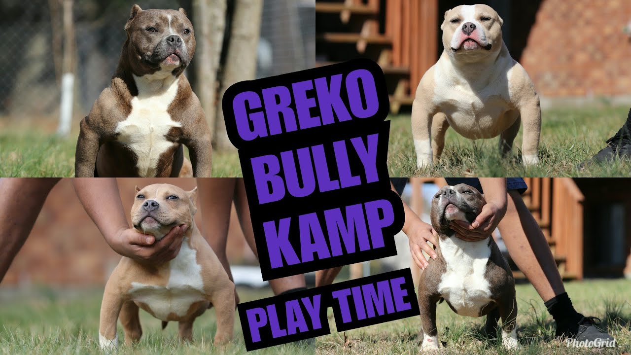 puppy-play-date-play-time-doggy-park-dog-park-whole-yard-for-sale-out