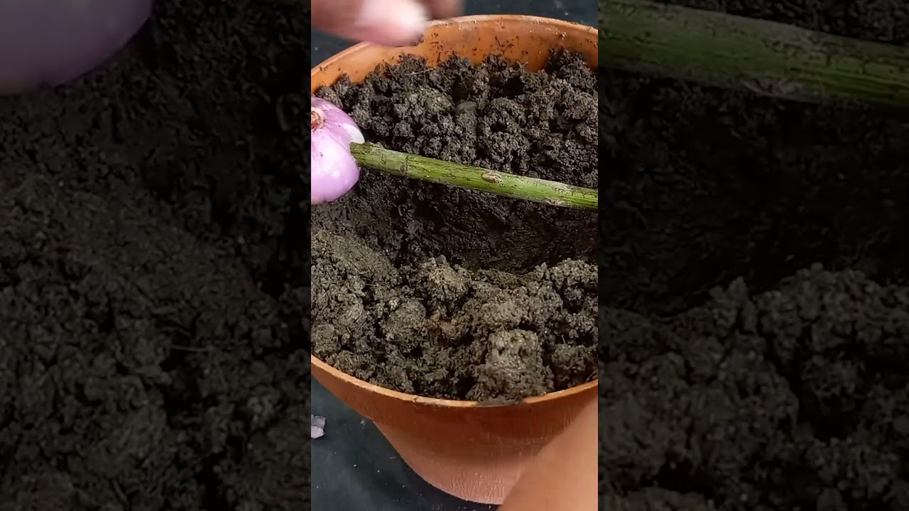 How to Easily Grow Rose Plant from Cutting by Aloe Vera & Onion   