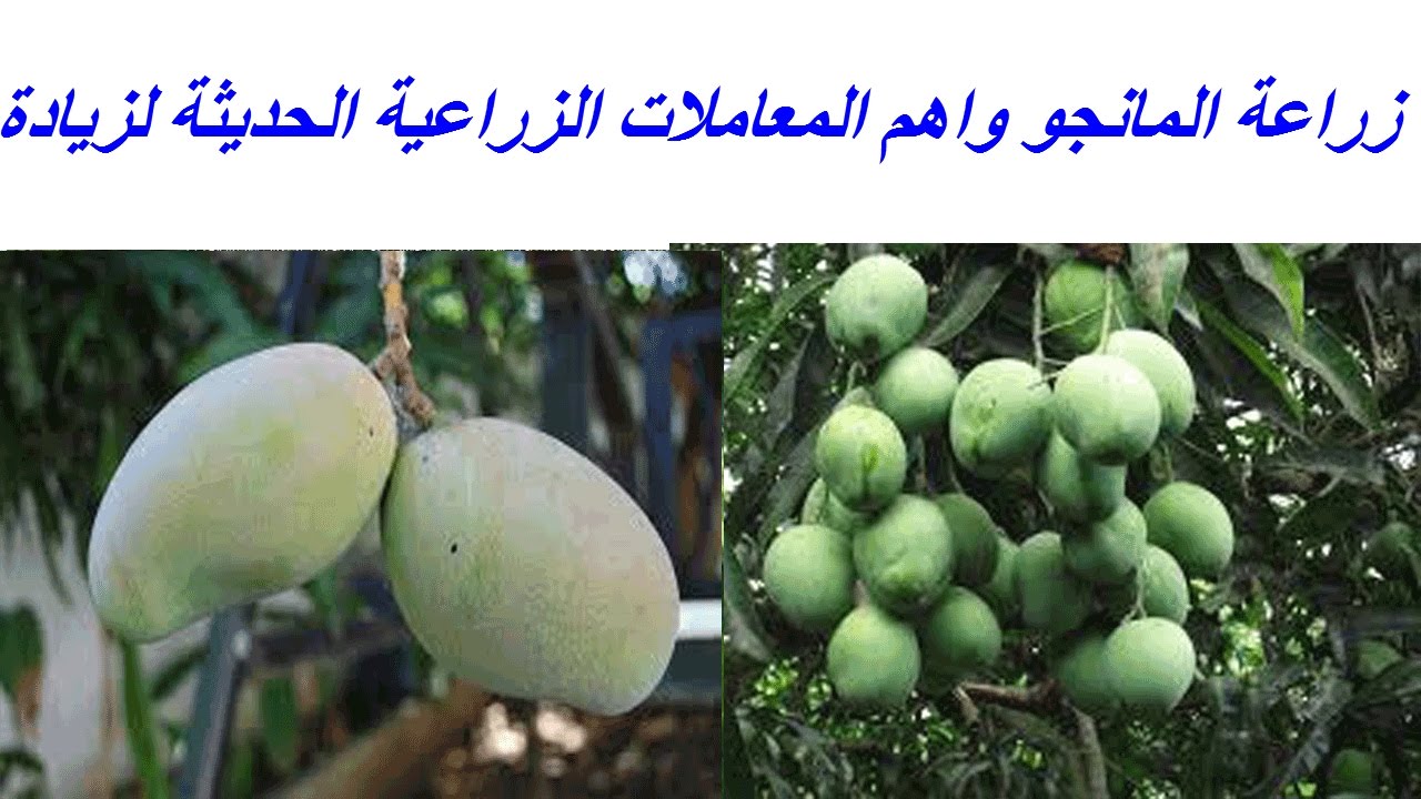زراعة المانجو واهم المعاملات الزراعية الحديثة لزيادة الانتاج