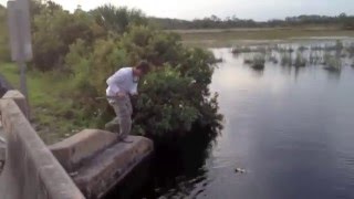 Snook and Tarpon in Everglades Canals