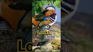 The Duck That Looks Fake #shorts