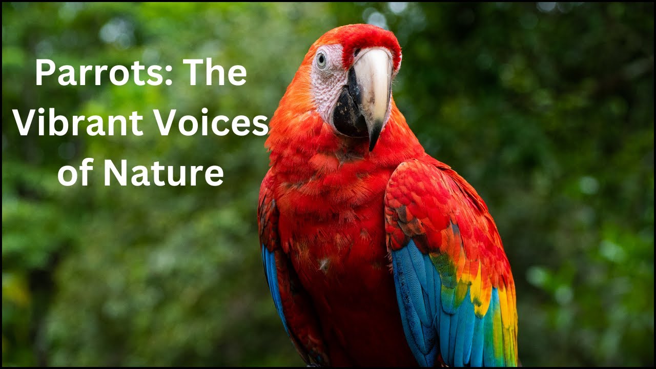 Creature Parrot Why Parrots are the Most Colorful Creatures | Parrot Facts | Beautiful ...