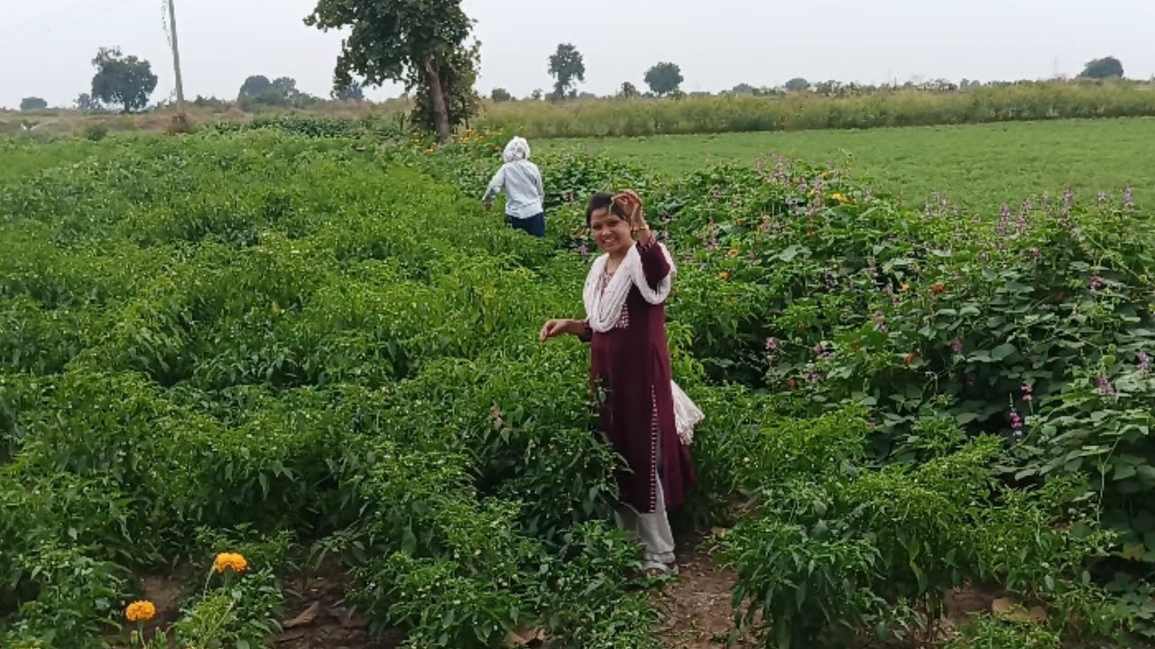 शेतामधे 🌾 काय काय आहे तर चला बघू😃.. खूप सारा संभार तोडलाय🍀.. #youtube #shetkari #familyvlog