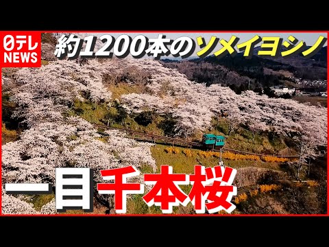 【一目千本桜】“桜まつり”が3年連続で中止に…過去の満開の絶景をお届け！　宮城　NNNセレクション