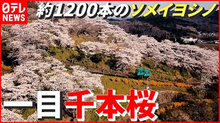 【一目千本桜】“桜まつり”が3年連続で中止に…過去の満開の絶景をお届け！　宮城　NNNセレクション