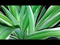 स्पाइडर प्लांट की खासियत ||#spider plant#hello everyone welcome to my live stream 🤗✨