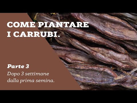 Video: Quando Piantare Alberi Di Mele? È Meglio Piantarli In Primavera O In Autunno? Tempo Di Atterraggio Nella Regione Di Mosca E Condizioni Per Gli Urali. Quando Piantare In Altre Regio