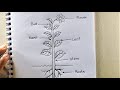 Draw a different parts of a plant tree  parts of tree