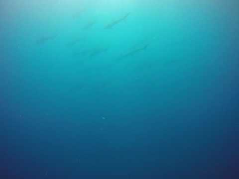 Silky Sharks - La Nevera, Malpelo, Colombia - August 2016
