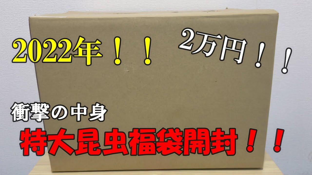 福袋】2万円で購入した2022年昆虫福袋の中身がヤバすぎた