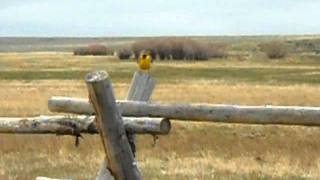 Loud Bird & Antelope