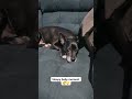 #CutePets #CozyPets #QuietMoments #SoftVibes #OurLittleChaos