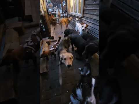 Собаки из приюта ждут своих хозяев в Новосибирске | animal shelter dogs