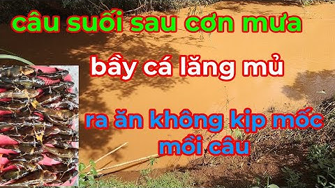 câu cá suối sau cơn mưa nước đục bầy cá lăng mủ ,chốt bò từ trong hang ra ăn không kịp móc mồi câu