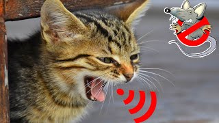 Cat sounds to scare mice | Sound of cats to scare the rats | cats to scare the rats | Anti Rat screenshot 5