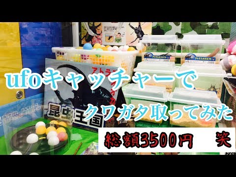 カブトムシ クワガタ Ufoキャッチャーでクワガタとってみた