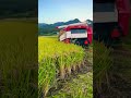 Rice harvester #稲刈り #yanmar #agriculture #shorts #rice#japan #japanesefood