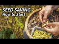 How to Start Saving Seeds from Your Vegetable Garden | Seed Saving Made Easy