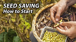 How to Start Saving Seeds from Your Vegetable Garden | Seed Saving Made Easy