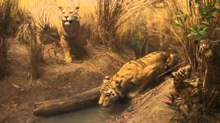 Video thumbnail of "Los Punsetes - Museo de Historia Natural"