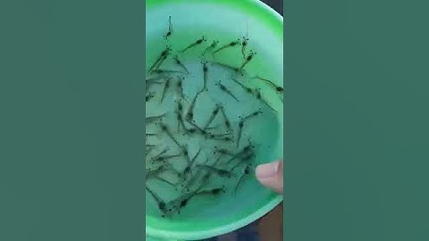 RUNEON II bile acids additive from Day 1 to Day 17