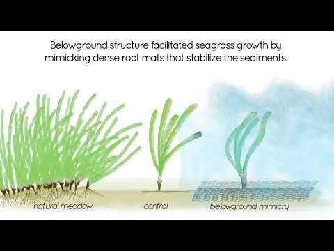 Video abstract - Mimicry of emergent traits amplifies coastal restoration success - ENG