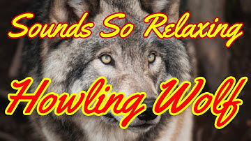 Sounds So Relaxing: Howling Wolf * 1 Hour *