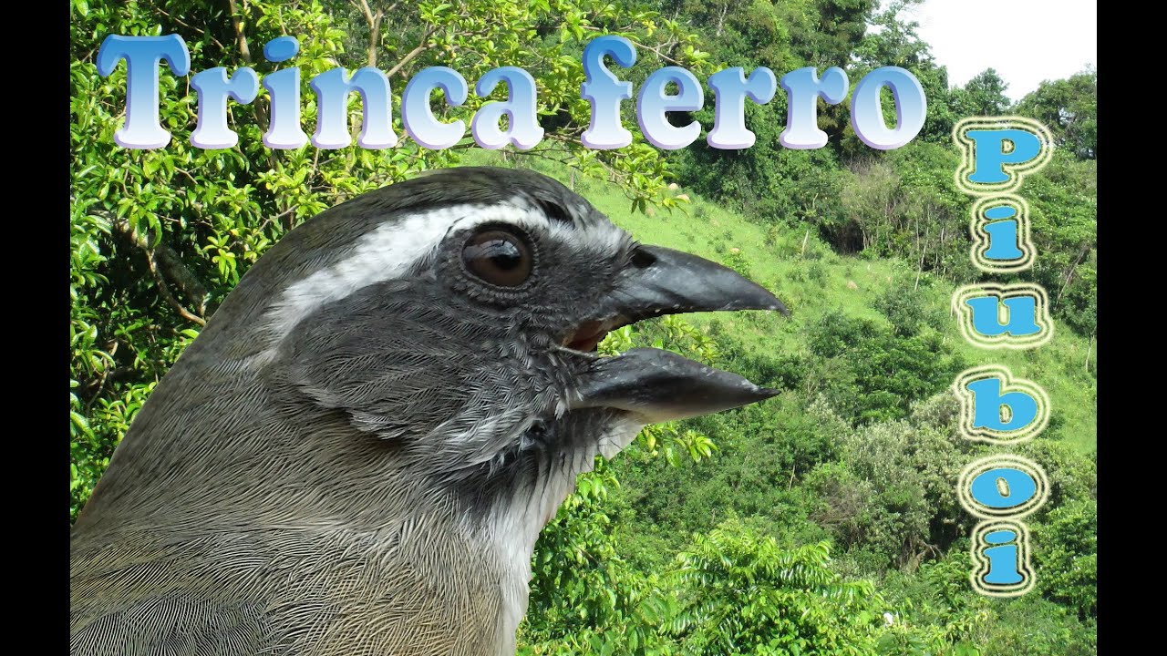 Canto De Trinca Ferro Boiadeiro Puro Trinca Ferro Piu Boi Canto Curto Para Ensinamento De Filhotes Para Roda Gravado Ao Vivo Em Hq Youtube