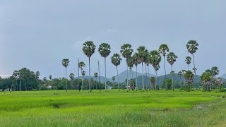 ទេសភាពស្រស់ស្អាតបែបស្រុកស្រែ មើលហើយនឹកស្រុកស្រែ | Khmer Beautiful Rice Field